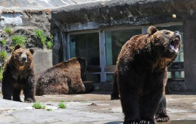 Noboribetsu Bear Park