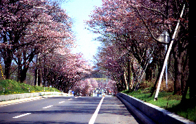 登別桜並木